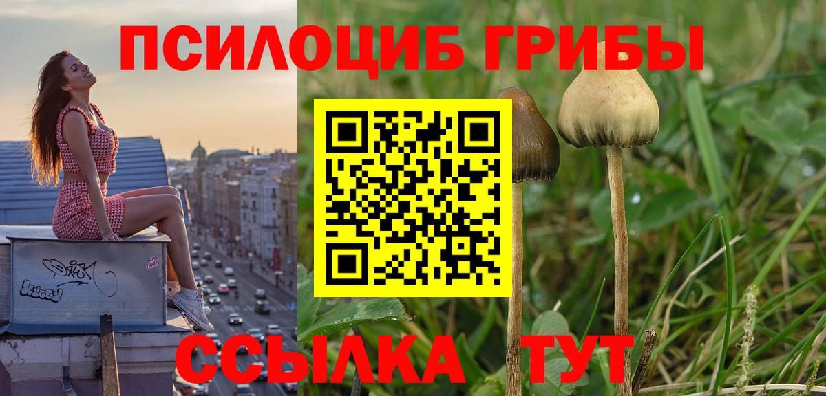 Видное  Галлюциногенные грибы Cubensis  Вход с VPN 